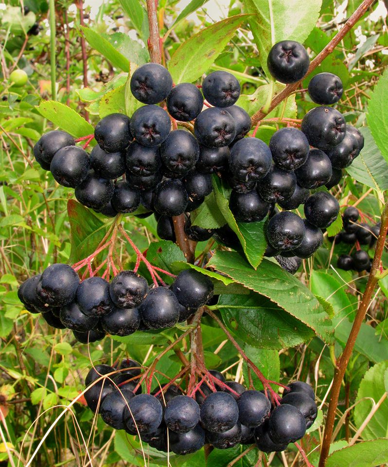 Mature aronia berries on the shrub