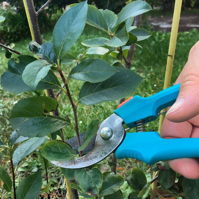 Picture: Pruning and Care